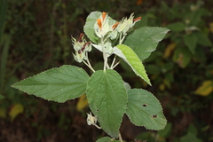 Melhania hamiltoniana